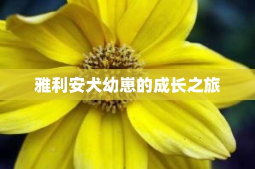 雅利安犬幼崽的成长之旅