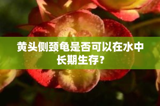 黄头侧颈龟是否可以在水中长期生存？