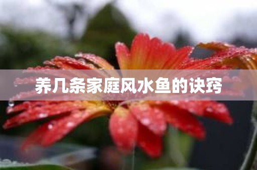 养几条家庭风水鱼的诀窍