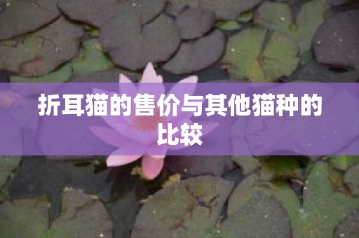 折耳猫的售价与其他猫种的比较