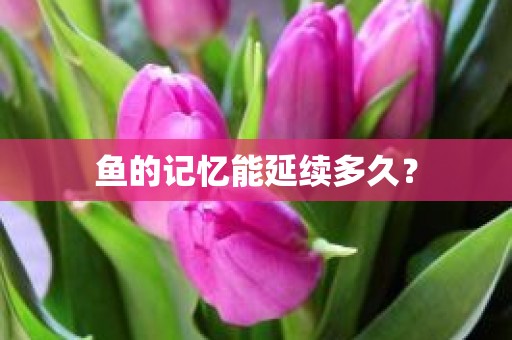 鱼的记忆能延续多久？