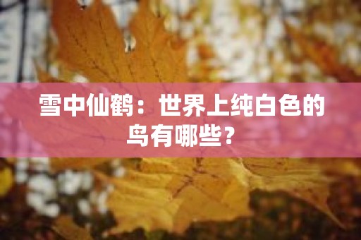 雪中仙鹤：世界上纯白色的鸟有哪些？