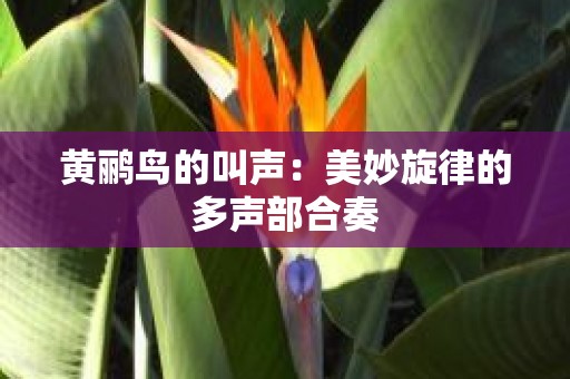 黄鹂鸟的叫声：美妙旋律的多声部合奏