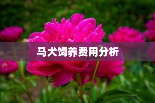 马犬饲养费用分析