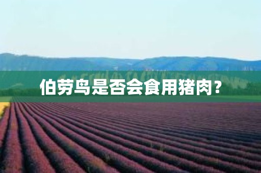 伯劳鸟是否会食用猪肉？
