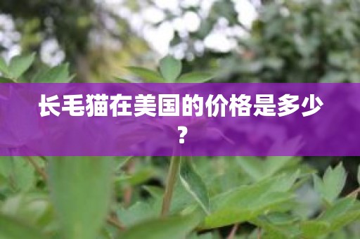 长毛猫在美国的价格是多少？