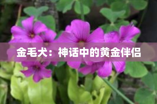 金毛犬：神话中的黄金伴侣