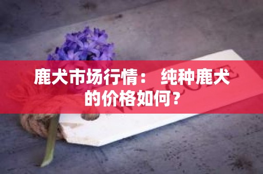 鹿犬市场行情： 纯种鹿犬的价格如何？