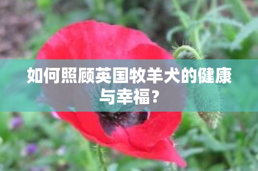 如何照顾英国牧羊犬的健康与幸福？