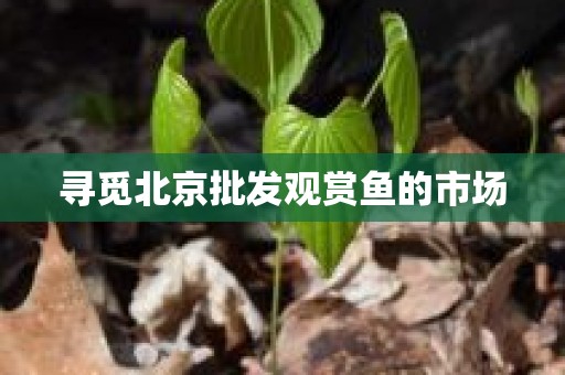寻觅北京批发观赏鱼的市场