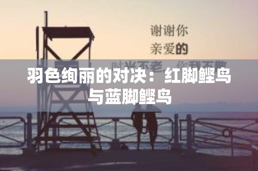 羽色绚丽的对决：红脚鲣鸟与蓝脚鲣鸟