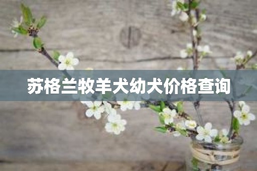 苏格兰牧羊犬幼犬价格查询