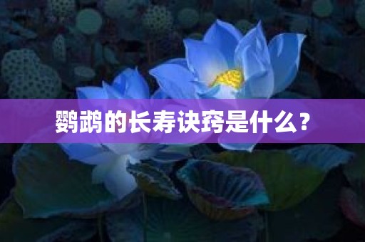 鹦鹉的长寿诀窍是什么？