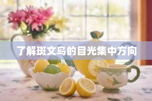 了解斑文鸟的目光集中方向