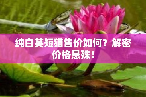 纯白英短猫售价如何？解密价格悬殊！