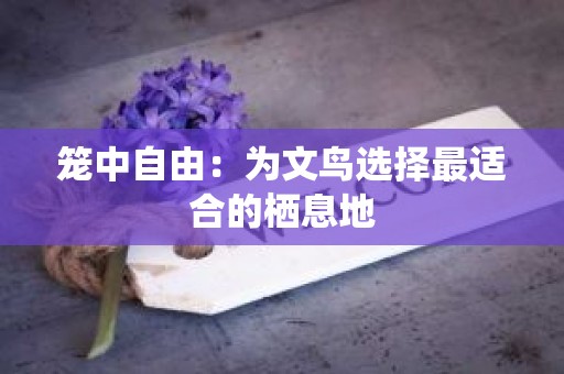 笼中自由：为文鸟选择最适合的栖息地