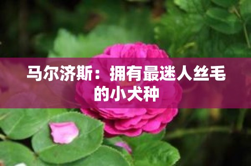 马尔济斯：拥有最迷人丝毛的小犬种