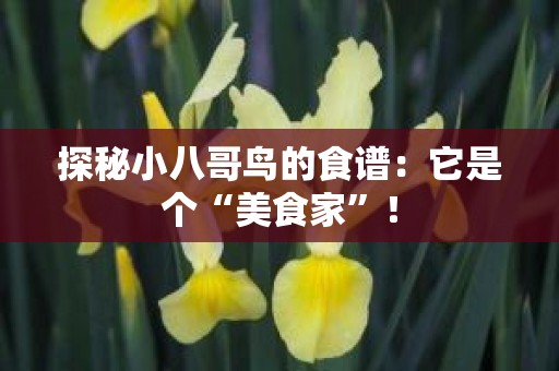 探秘小八哥鸟的食谱：它是个“美食家”！