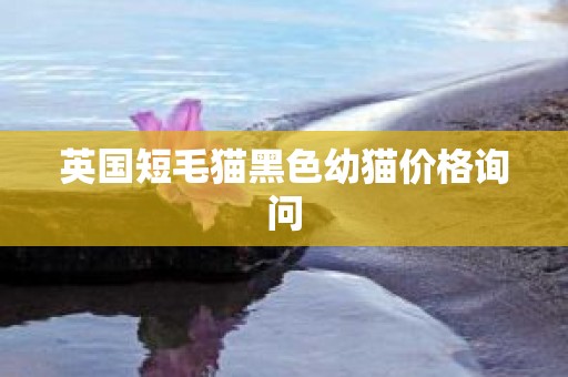 英国短毛猫黑色幼猫价格询问