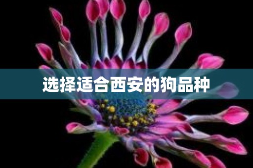 选择适合西安的狗品种