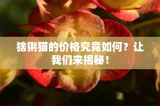 猞猁猫的价格究竟如何？让我们来揭秘！