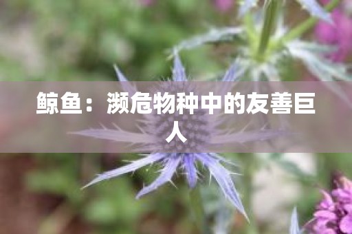 鲸鱼：濒危物种中的友善巨人