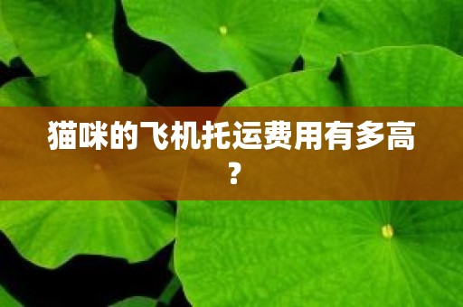 猫咪的飞机托运费用有多高？