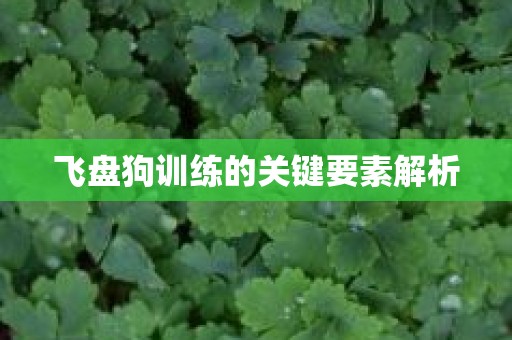 飞盘狗训练的关键要素解析