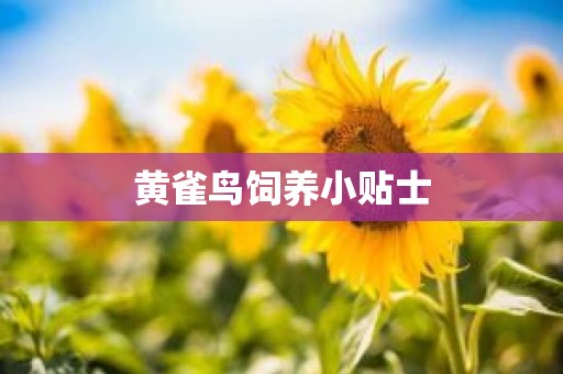 黄雀鸟饲养小贴士