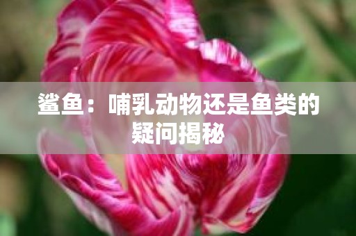 鲨鱼：哺乳动物还是鱼类的疑问揭秘