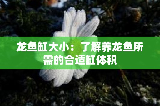 龙鱼缸大小：了解养龙鱼所需的合适缸体积