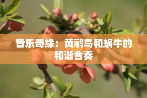 音乐奇缘：黄鹂鸟和蜗牛的和谐合奏