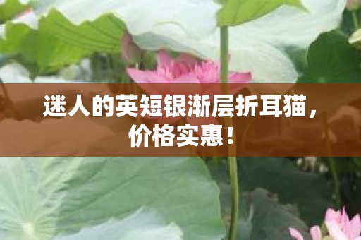 迷人的英短银渐层折耳猫，价格实惠！