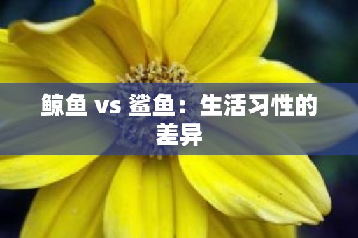 鲸鱼 vs 鲨鱼：生活习性的差异