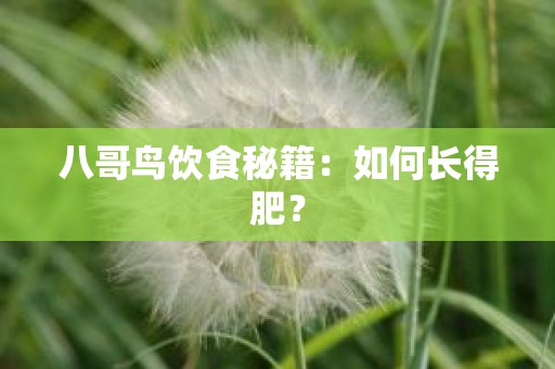 八哥鸟饮食秘籍：如何长得肥？