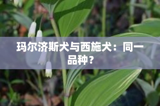 玛尔济斯犬与西施犬：同一品种？