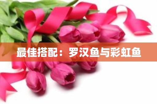 最佳搭配：罗汉鱼与彩虹鱼