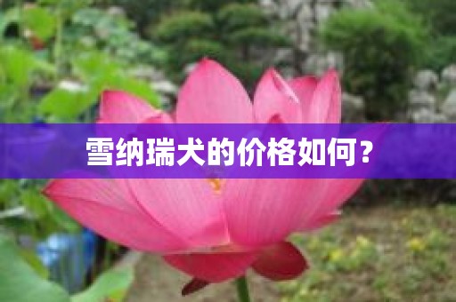 雪纳瑞犬的价格如何？