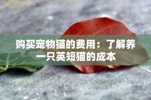 购买宠物猫的费用：了解养一只英短猫的成本