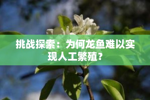 挑战探索：为何龙鱼难以实现人工繁殖？
