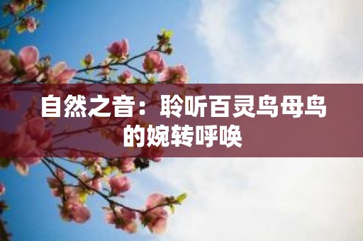 自然之音：聆听百灵鸟母鸟的婉转呼唤