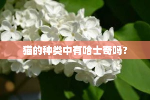 猫的种类中有哈士奇吗？