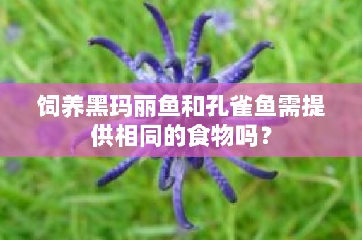 饲养黑玛丽鱼和孔雀鱼需提供相同的食物吗？