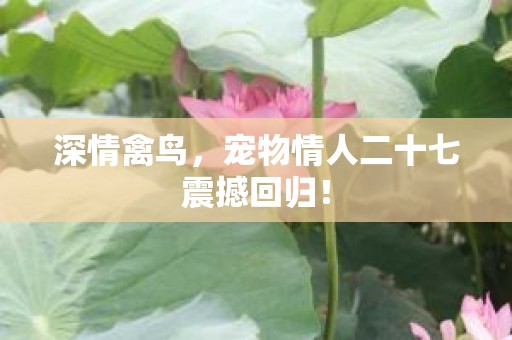深情禽鸟，宠物情人二十七震撼回归！