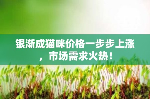 银渐成猫咪价格一步步上涨，市场需求火热！