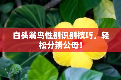 白头翁鸟性别识别技巧，轻松分辨公母！
