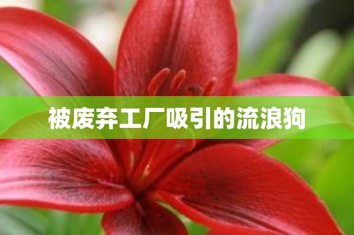 被废弃工厂吸引的流浪狗