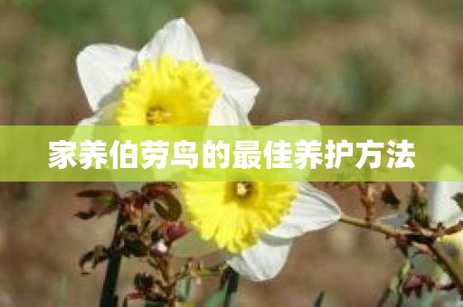 家养伯劳鸟的最佳养护方法