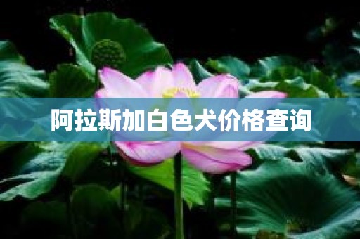 阿拉斯加白色犬价格查询