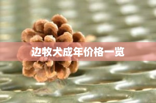 边牧犬成年价格一览